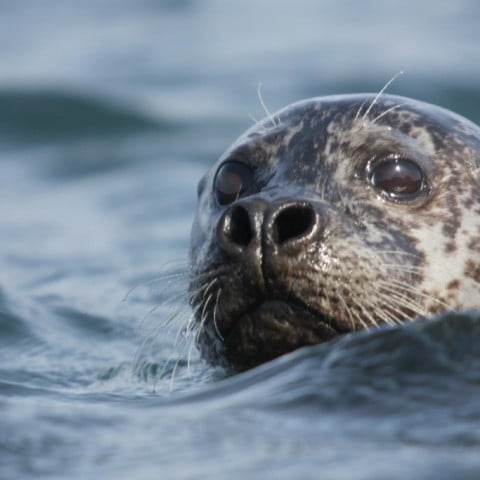Seal Watching in North Iceland