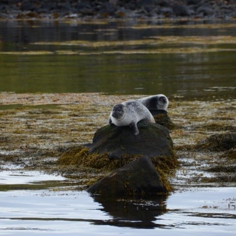 Seal Watching in North Iceland