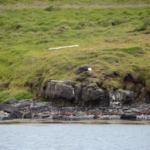 Seal Watching in North Iceland