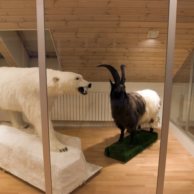 n-tt-rugripasafni-lafsfir-i