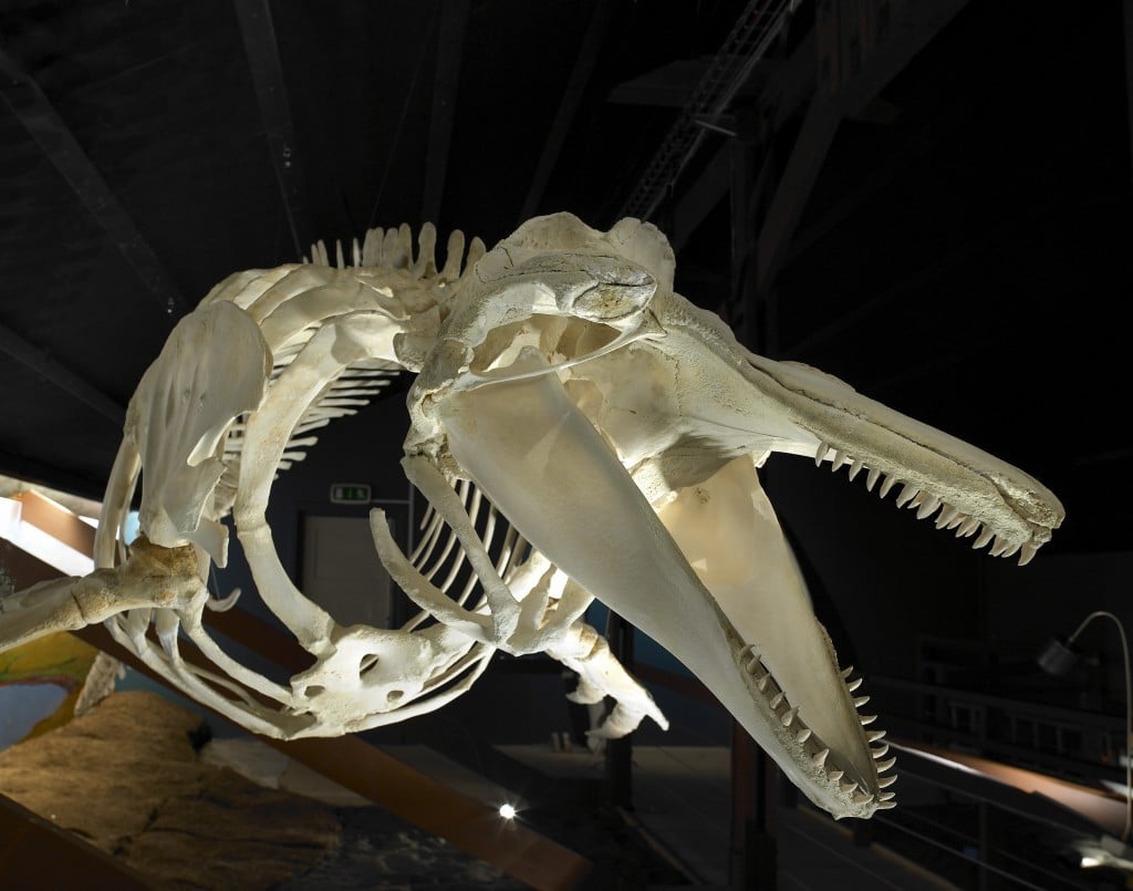 Whale Skeleton