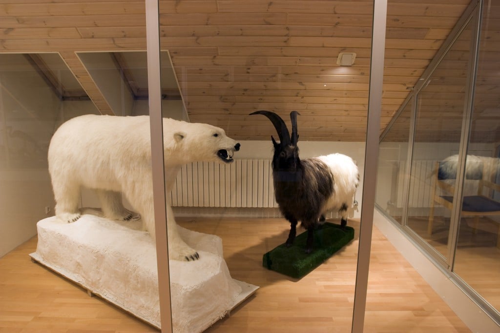 Polarbear in the  Nature reserve museum