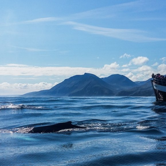 10-gg1-whale-watching-humpback-whale-sarah-arndt