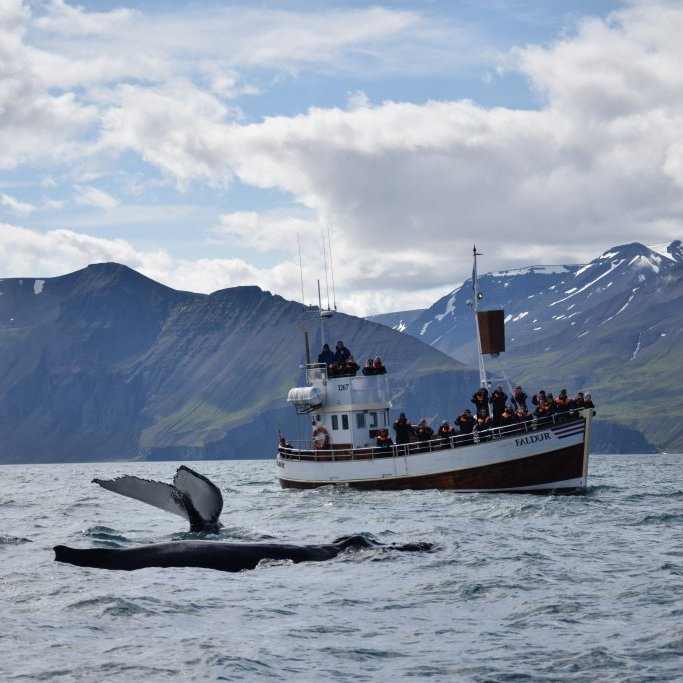 12-gg1-whale-watching-pedro-gomez