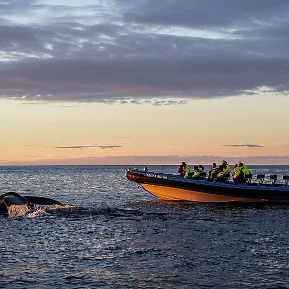 12-gg2-big-whale-safari-puffins-humpback-whale-sarah