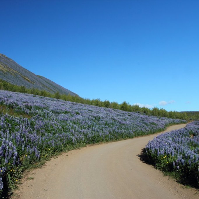 120625-lupina-botnsvatnsvegur