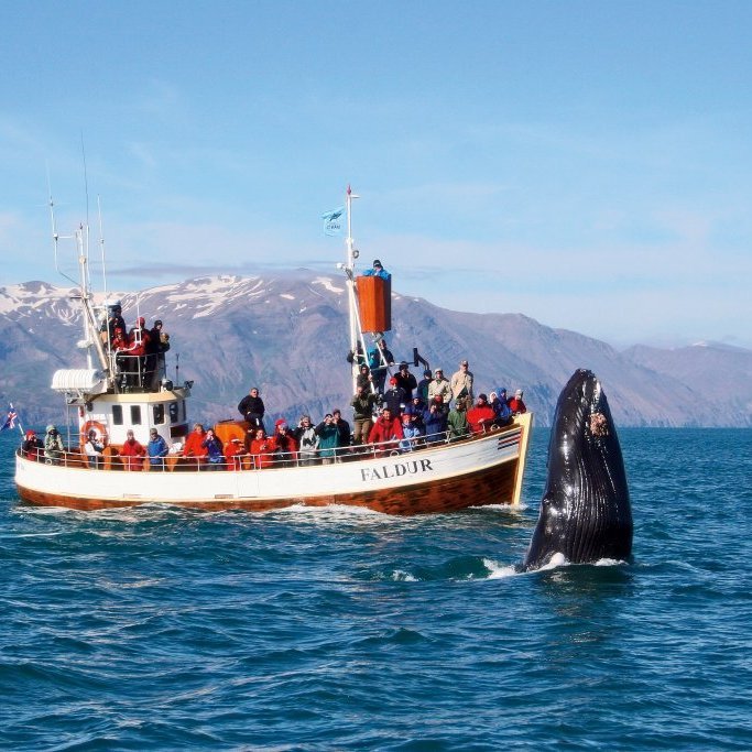 2-gg1-whale-watching-humpback-whale-jesse-flores