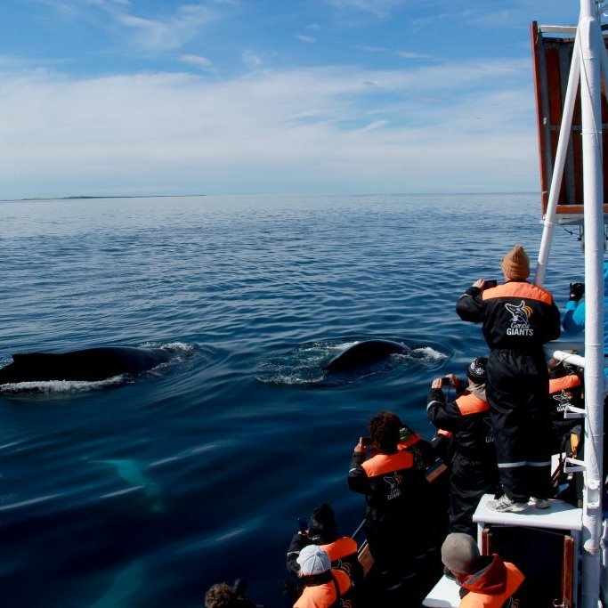 8-gg8-whales-horses-thordis-sigthorsdottir