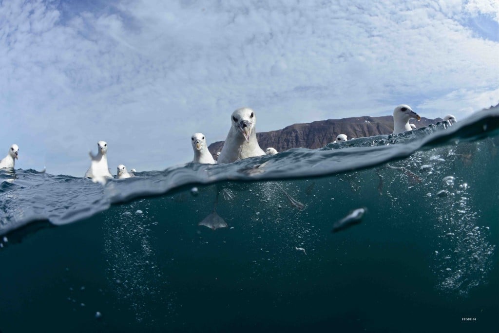 Birds swimming near the Arctic Circle