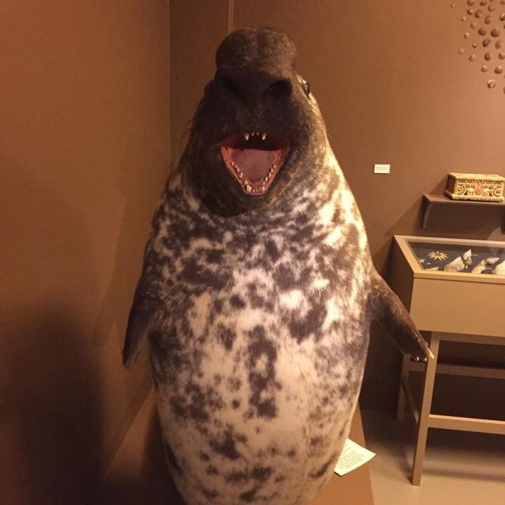 12025467_10208310910995469_264575429_n