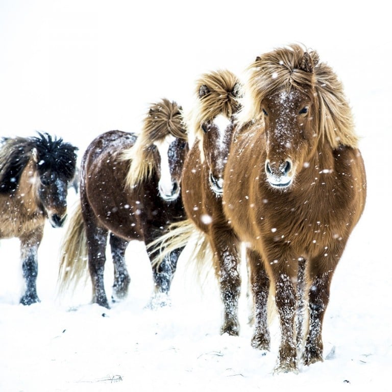 13_03_25_iceland_ma_3645