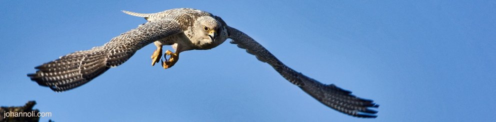 Gyr Flacon in North Iceland