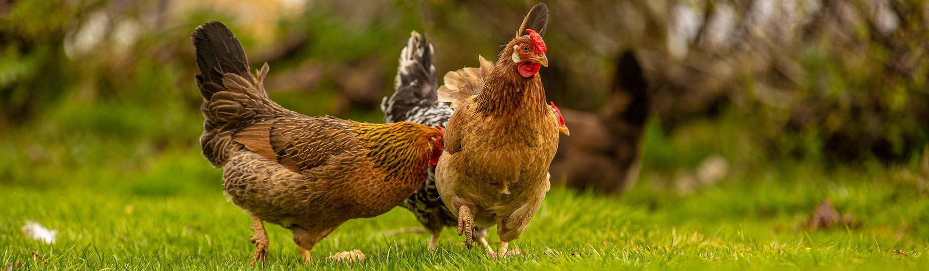 Farm food direct in North Iceland Visit North Iceland