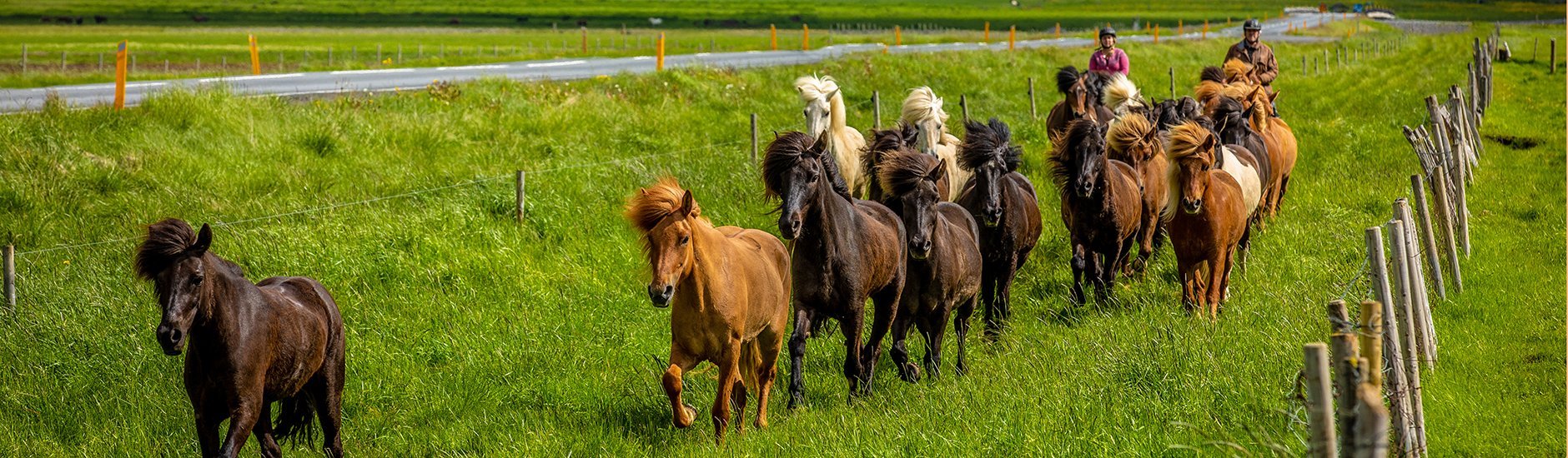 íslenski hesturinn Upplifðu Norðurland